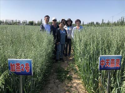 牧草新品种“中天4号燕麦”通过田间鉴定，助力农牧业技术升级