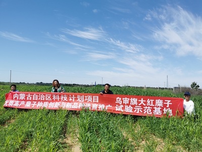 鄂尔多斯市农牧业科学研究院糜子科研团队赴乌审旗考察试验田长势，助力技术研究