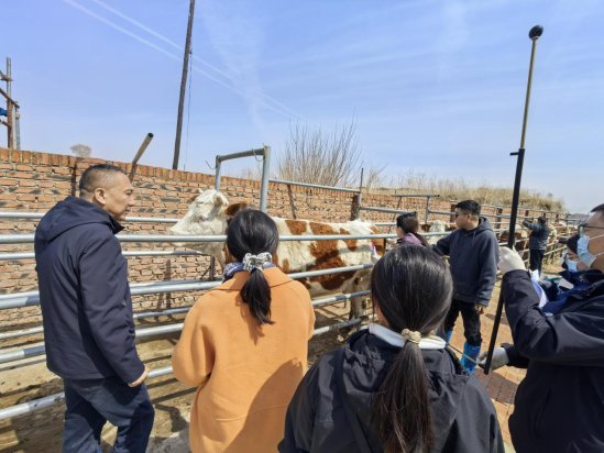 专家齐聚扎鲁特旗 开展“科尔沁肉牛”基础指标测定与养殖技术指导